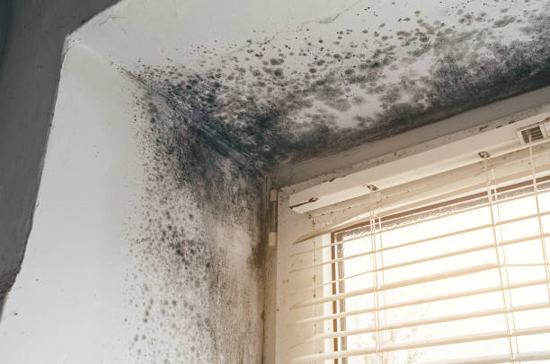 Trusted Mold Removal service in Haslett, MI - Cheap Mold Removal