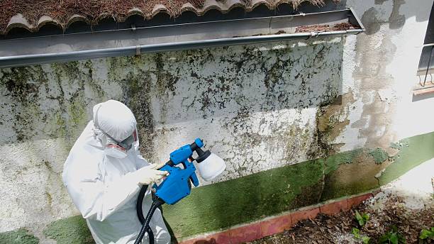 Trusted Mold Inspection service in Haslett, MI - Cheap Mold Removal